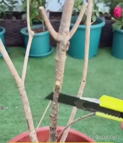 Plant Boost Liquid Biofertilizer for All Crops, Organic (Pack of 3): DRC