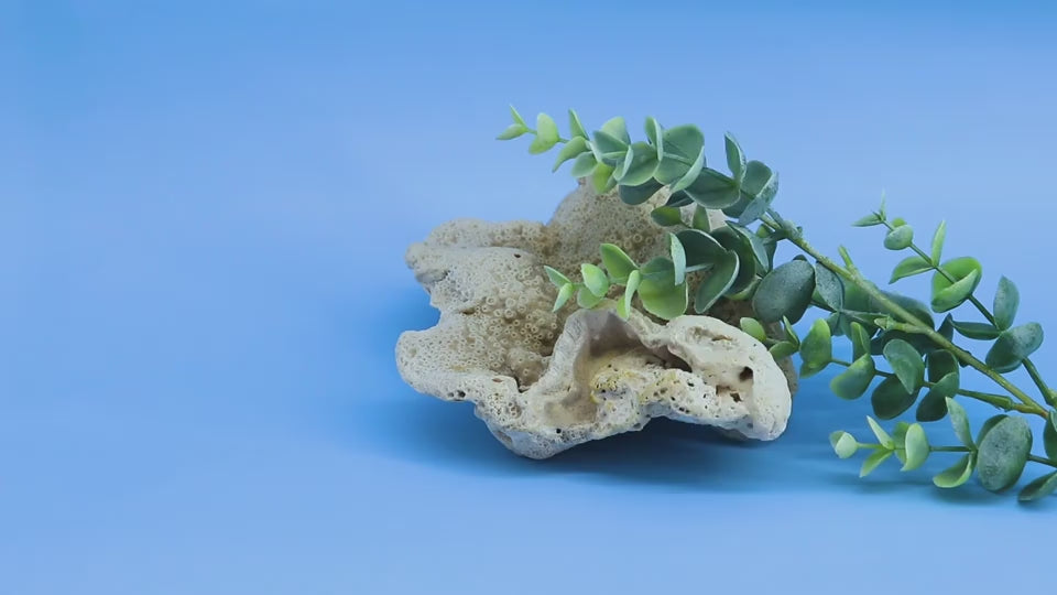 Silicone Facial Cleansing Brush, Skin Easy to Clean Scrubber : DRC