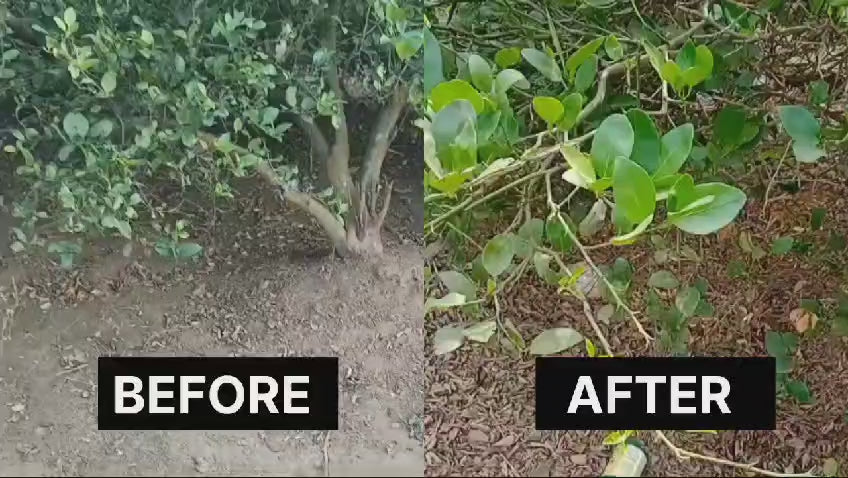 Seed, Plant & Flower Kare (500 ml each)