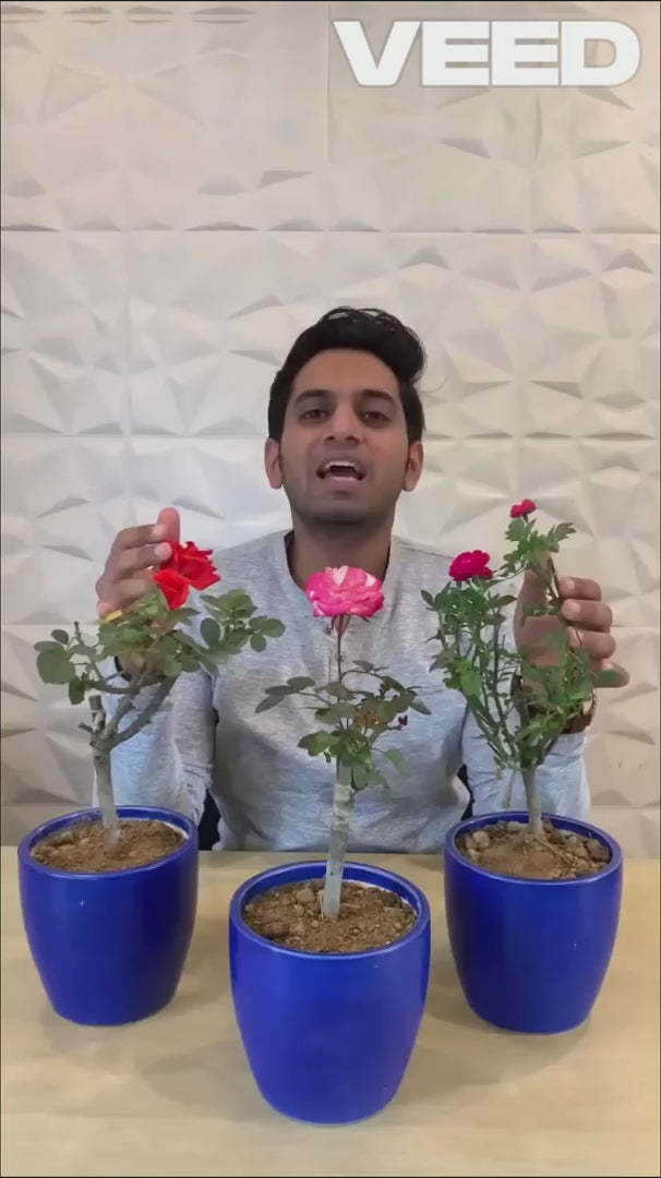 Plant Boost Liquid Biofertilizer for All Crops,Organic (Pack of 4) : DRC